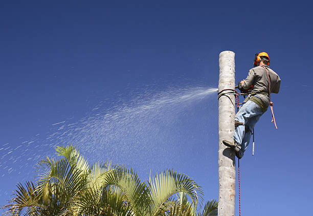 How Our Tree Care Process Works  in  Centerville, OH