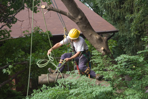 Professional Tree Removal Services in Centerville, OH